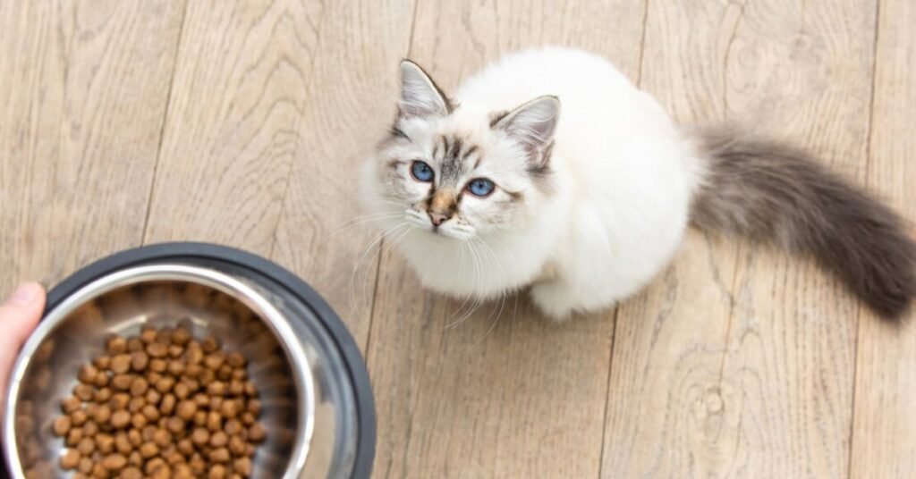 Food for indoor cats