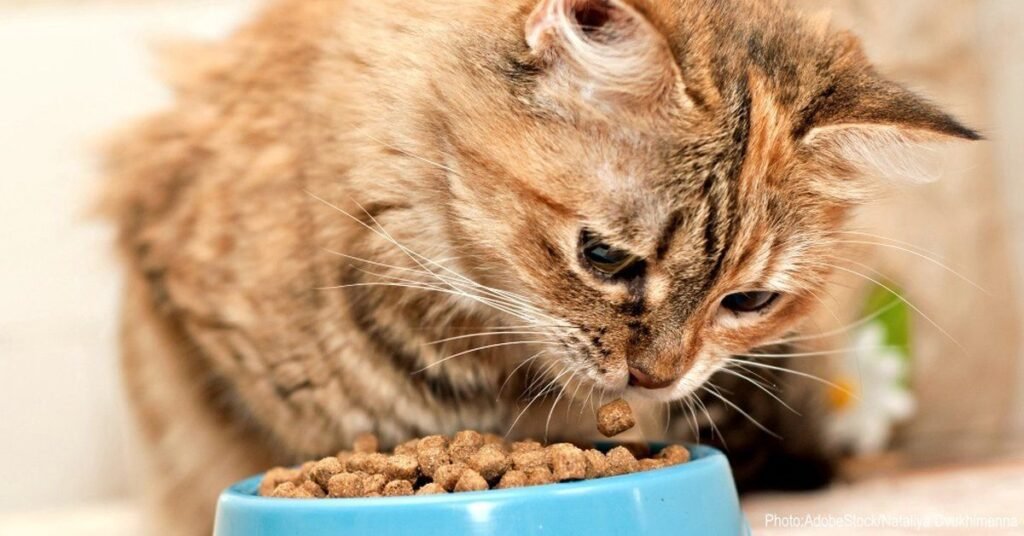 High-Protein cat food
