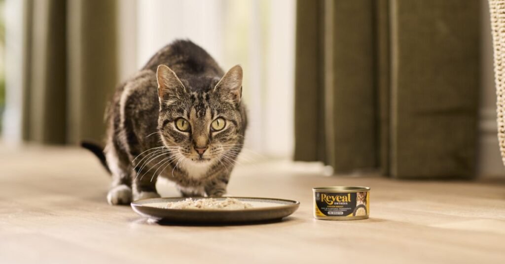 Kitten growth foods