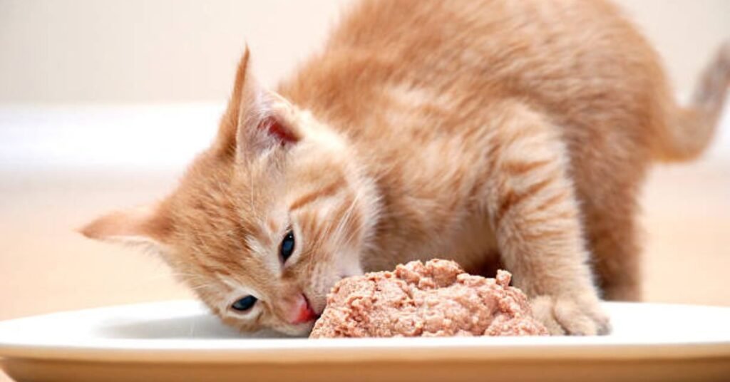 Limited Ingredient food for cat