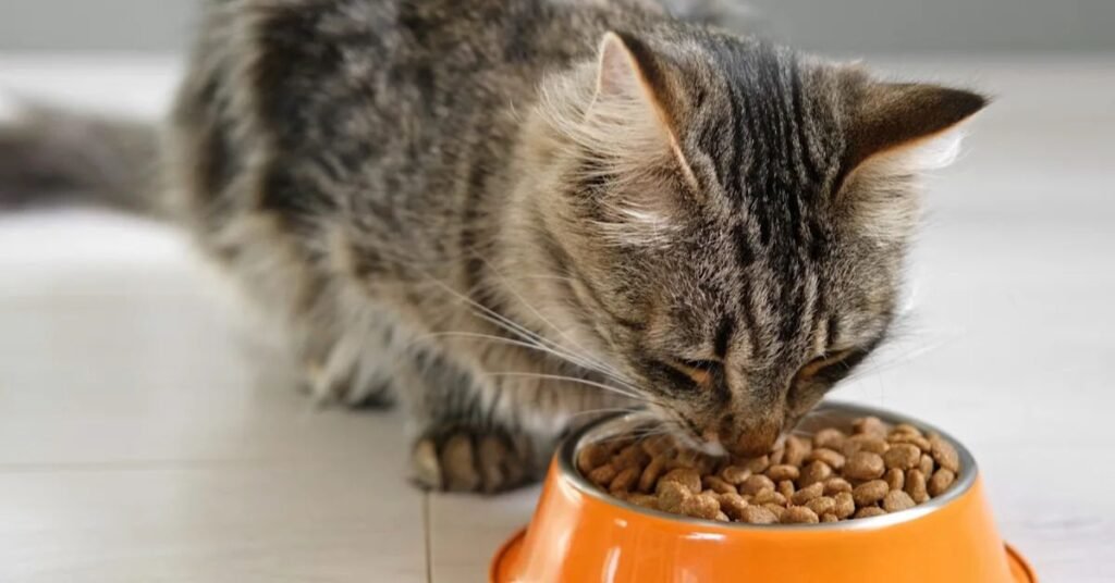 Premium Natural Blend food for cat
