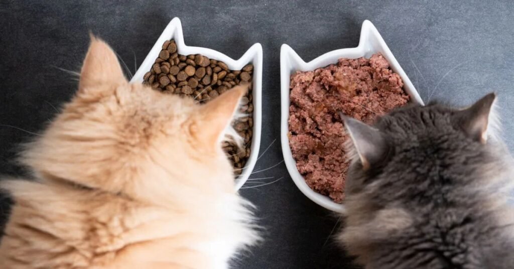 Wet Food for cat
