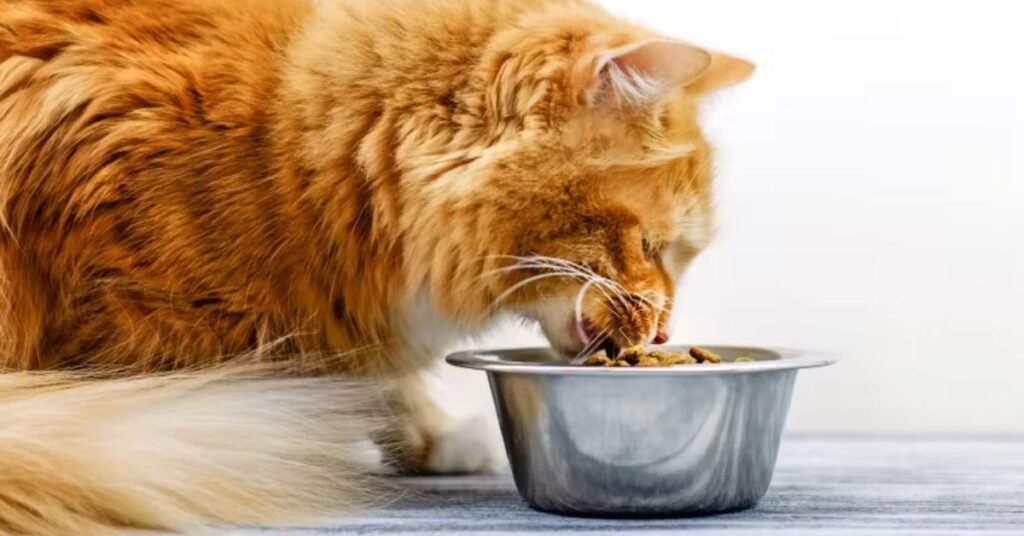 senior cat food