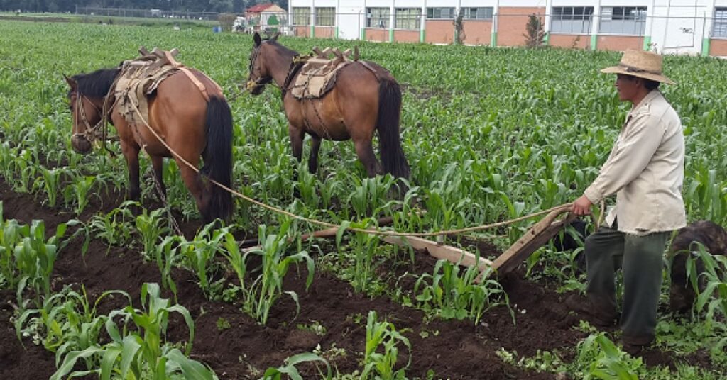 Agriculture and Farming in Mexico