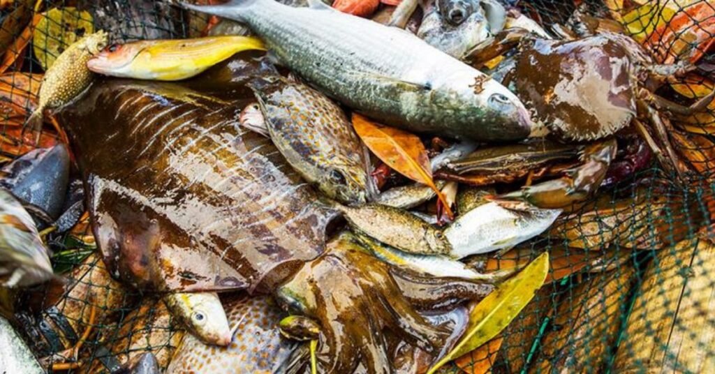 Aquatic Food