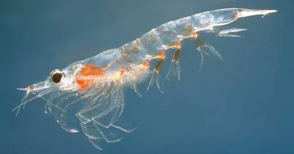 Crustaceans