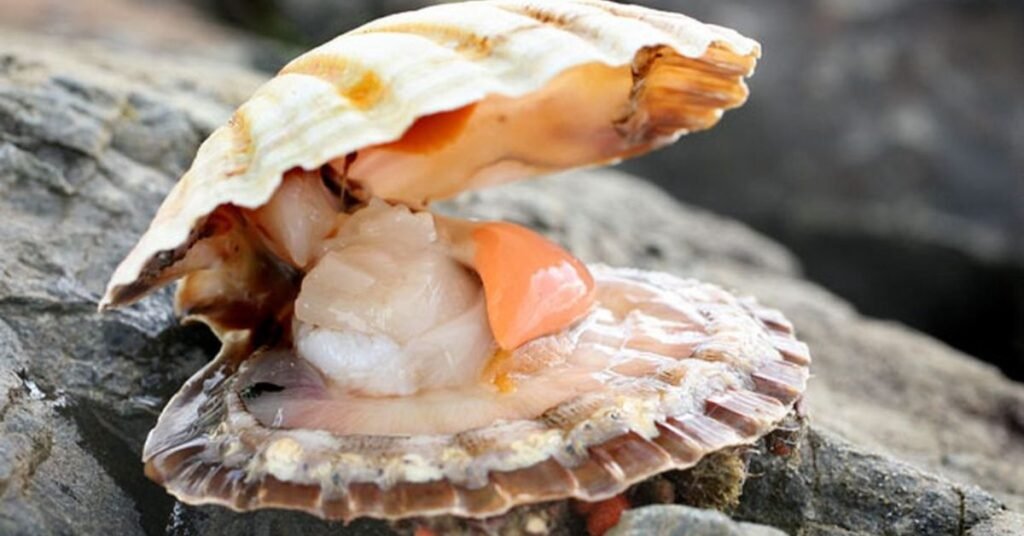 Shellfish