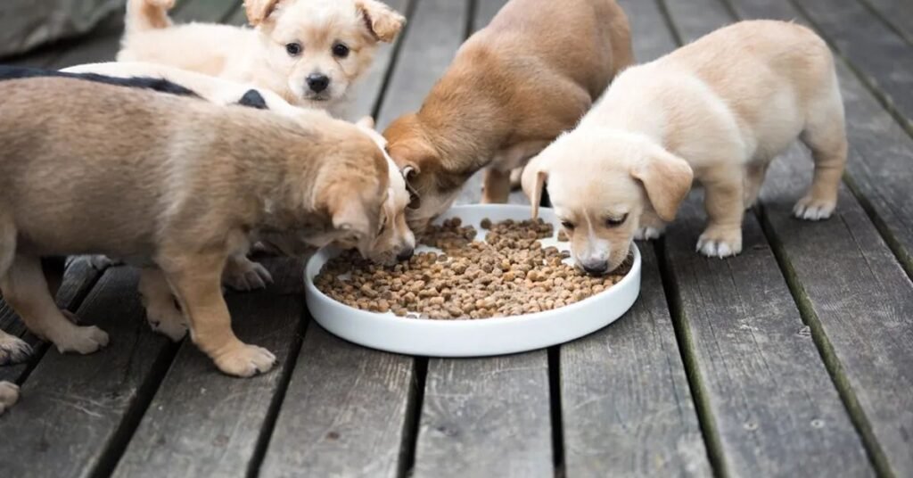 Feeding and Serving Guidelines