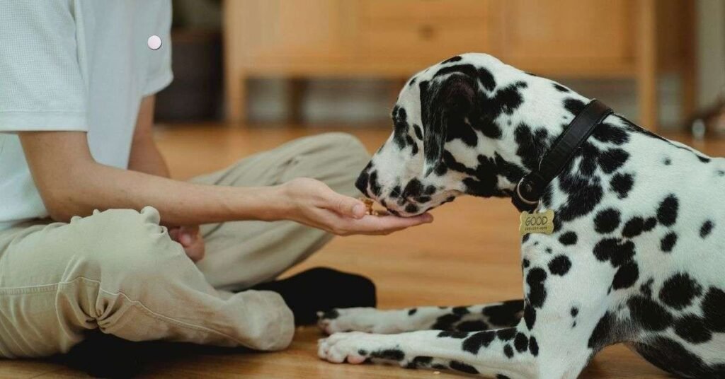 What Does a Sensitive Stomach Mean in Dogs