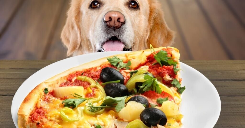 What Is Dr Marty’s Dog Food